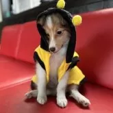 シェットランドシープドッグ【愛媛県・男の子・2025年6月10日・セーブル&ホワイト】の写真11