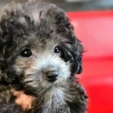 ティーカッププードル【愛媛県・女の子・2025年5月28日・グレー (シルバー)】の写真2