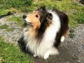 シェットランドシープドッグ【愛媛県・男の子・2021年4月4日・セーブル&ホワイト】の写真5「パパ犬　チャンピオン犬です。」