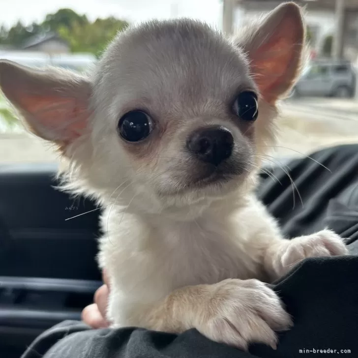 ID:2402-02466の子犬