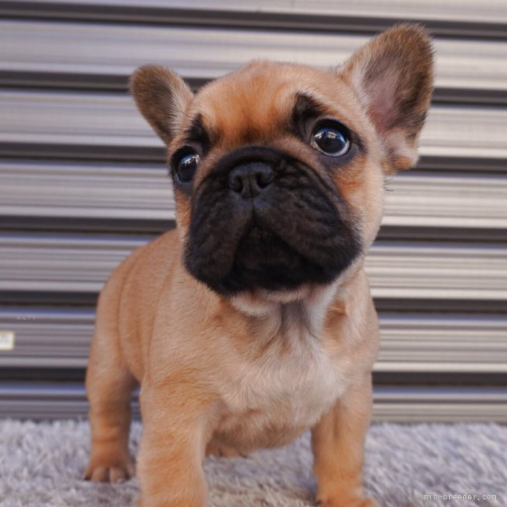 ブリーダー画像