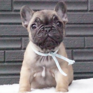 フレンチブルドッグ【岐阜県・女の子・2025年1月9日・レッドフォーン】の写真「間もなく掲載終了です」
