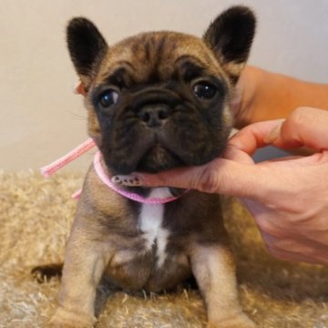 フレンチブルドッグ【岐阜県・女の子・2025年10月7日・フォーン】の写真「とっても可愛い女の子」