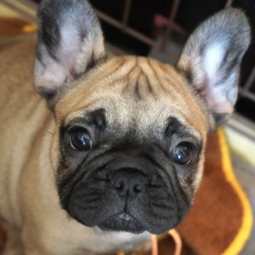 フレンチブルドッグ【岐阜県・女の子・2025年10月7日・フォーン】の写真「とっても可愛い女の子」