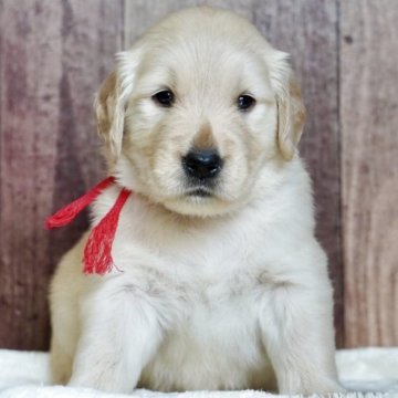 ゴールデンレトリバー【岐阜県・女の子・2025年7月13日・ゴールド】の写真「パパ JKCチャンピオン👑 美人さん❤️」