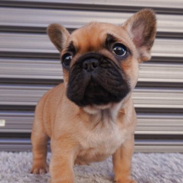 フレンチブルドッグ【岐阜県・男の子・2025年10月7日・レッドフォーン】の写真「レッドが綺麗な男の子」