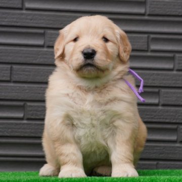 ゴールデンレトリバー【岐阜県・女の子・2025年3月7日・ゴールド】の写真「ムチコロ美人姉妹🩷」