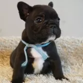 フレンチブルドッグ