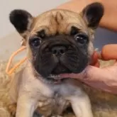 フレンチブルドッグ