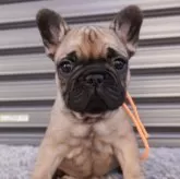 フレンチブルドッグ