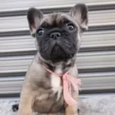 フレンチブルドッグ