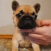 フレンチブルドッグ【岐阜県・男の子・2025年10月7日・レッドフォーン】の写真2