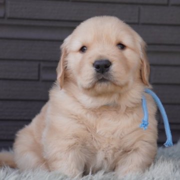 ゴールデンレトリバー【岐阜県・男の子・2024年1月12日・ゴールド】の写真「ムチコロな男の子」
