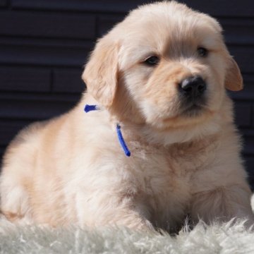 ゴールデンレトリバー【岐阜県・男の子・2024年1月12日・ゴールド】の写真「ムチコロな男の子」