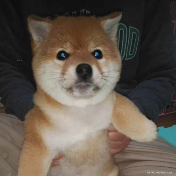 ID：2502-07128の子犬