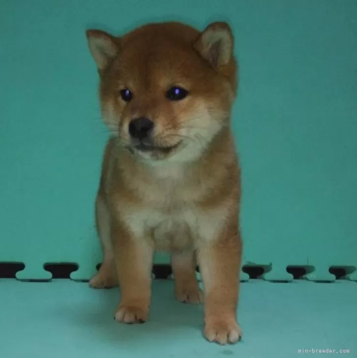 ID：2501-04965の子犬