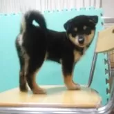 柴犬(標準サイズ)