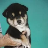 柴犬(標準サイズ)