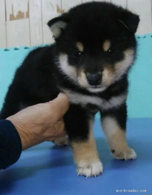 ID:2004-01197の子犬