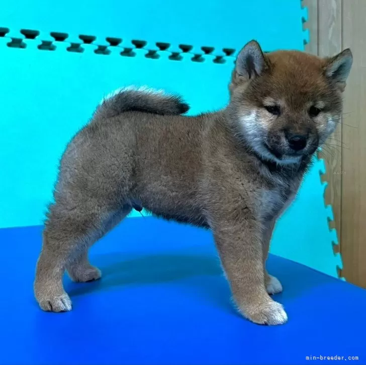 ID：2403-02800の子犬