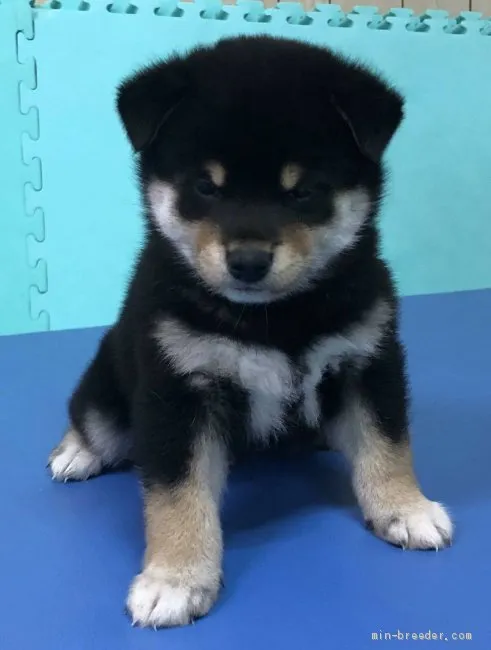 M 様のお迎えした子犬