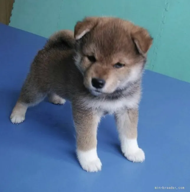 ID：2003-01716の子犬