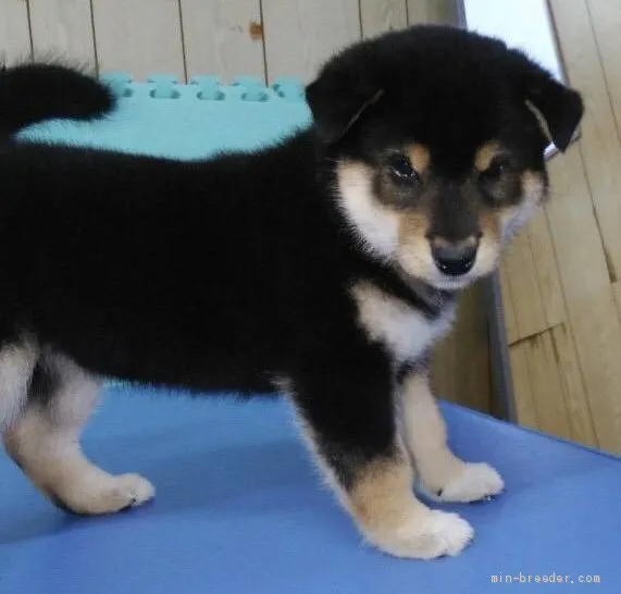 E.K 様のお迎えした子犬