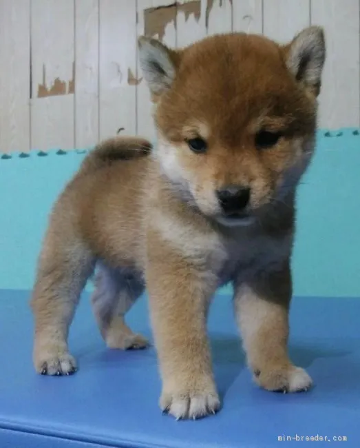 ID：2004-00718の子犬