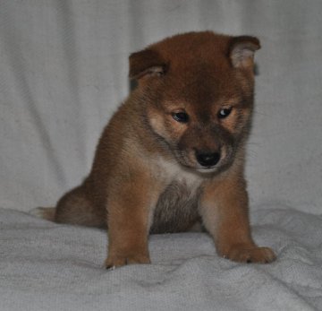 柴犬(標準サイズ)【大阪府・男の子・2019年7月1日・赤】の写真「値下げしました！血統良しの元気な子！」