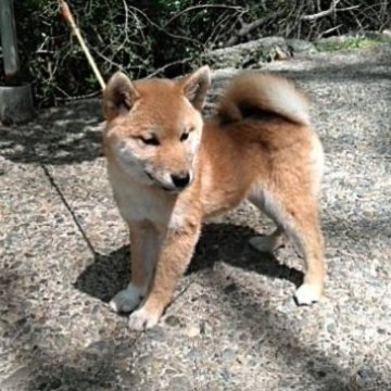 柴犬(標準サイズ)【大阪府・女の子・2022年12月28日・赤毛】の写真「元気いっぱいの女の子♪」