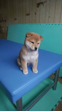 柴犬(標準サイズ)【大阪府・男の子・2020年1月22日・赤】の写真「顔も毛色も良い、元気な男前ボーイです！」