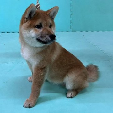 柴犬(標準サイズ)【大阪府・男の子・2023年1月15日・赤毛】の写真「元気な男の子です(^_^)」