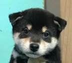 柴犬(標準サイズ)【大阪府・男の子・2020年11月20日・黒】の写真3「1月16日撮影」