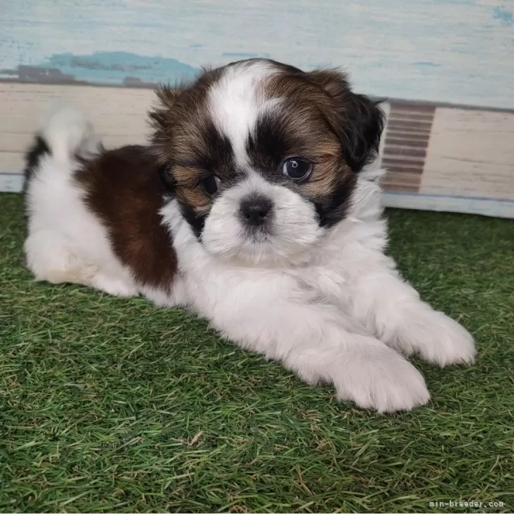 ID：2507-02651の子犬
