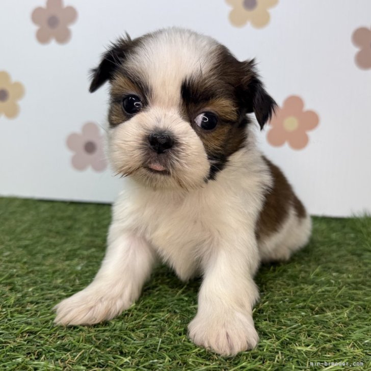 ブリーダー画像