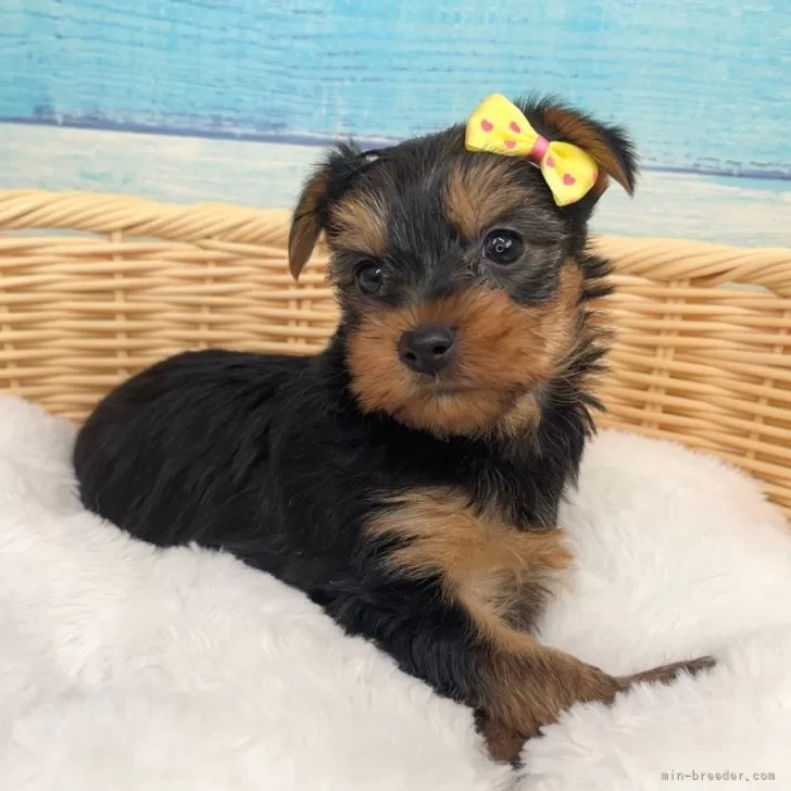 ID:2411-07447の子犬