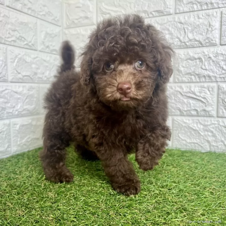 ID：2507-04256の子犬