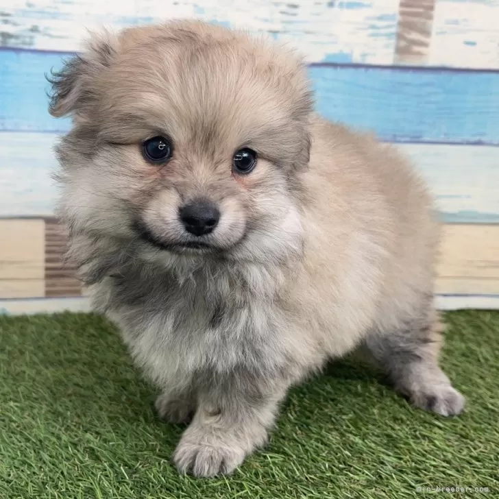 ID:2412-02307の子犬