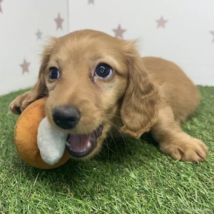 ID:2412-05711の子犬