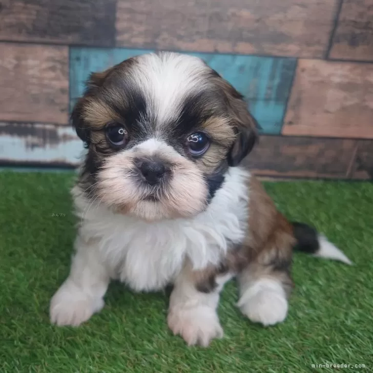 ID:2503-00538の子犬