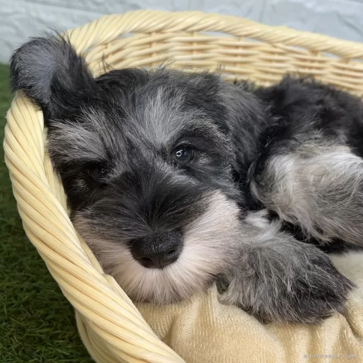 ID:2507-05222の子犬