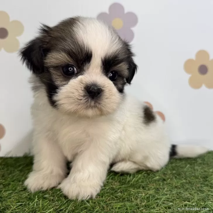 ID：2511-04791の子犬