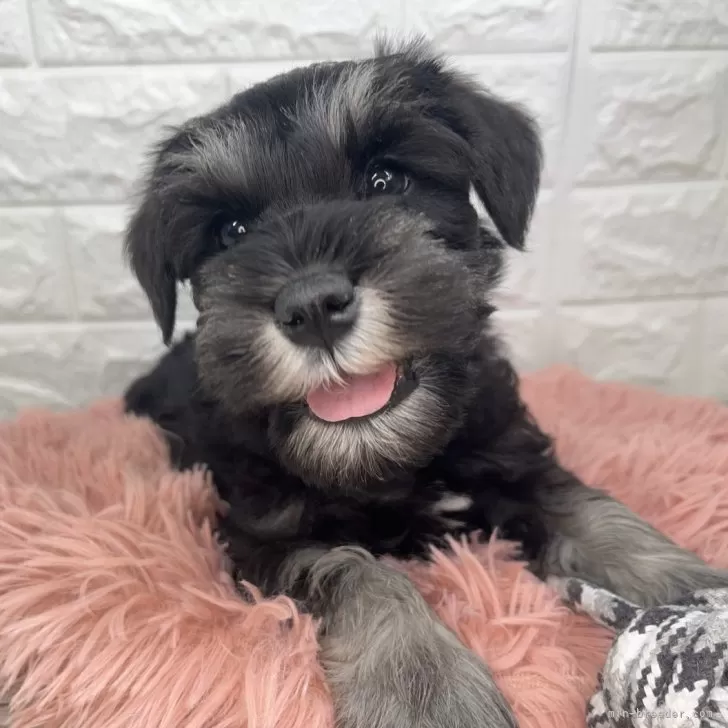 ID：2502-06971の子犬