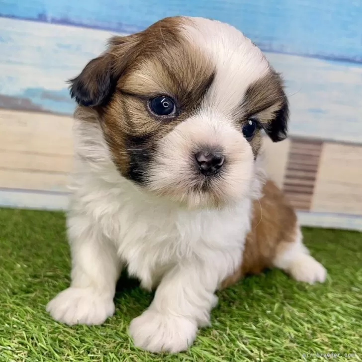 ID:2505-01911の子犬