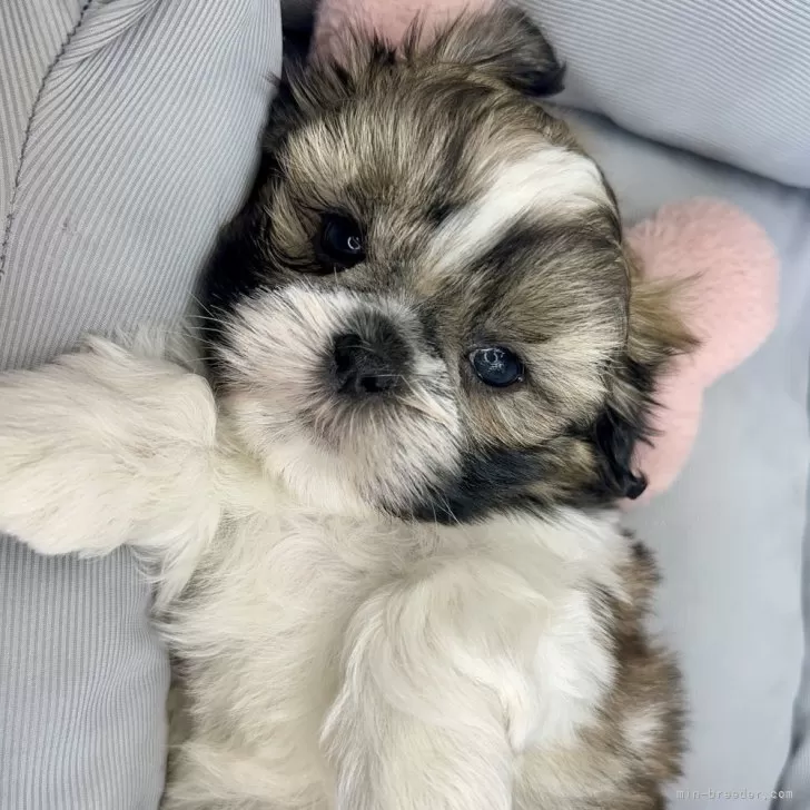 ID：2505-02420の子犬