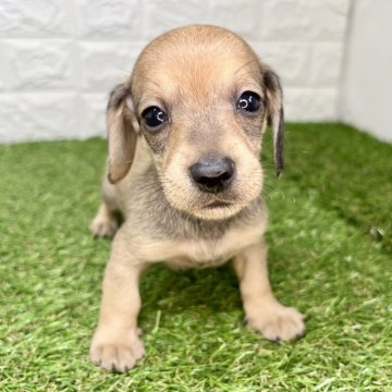 ミニチュアダックスフンド(スムース)【宮崎県・男の子・2025年10月14日・レッド】の写真「好奇心旺盛な男の子です😊」