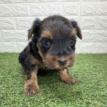 ヨークシャーテリア【宮崎県・男の子・2025年10月6日・スチールブルー&タン】の写真「元気いっぱいな男の子⭐」