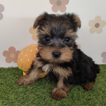 ヨークシャーテリア【宮崎県・男の子・2025年10月6日・スチールブルー&タン】の写真「甘えん坊な男の子✨」