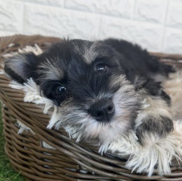 ミニチュアシュナウザー【宮崎県・女の子・2025年10月6日・ブラック&シルバー】の写真「のんびりマイペースな女の子👧」