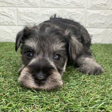 ミニチュアシュナウザー【宮崎県・男の子・2025年10月6日・ソルト&ペッパー】の写真「きょうだい唯一の男の子💙」